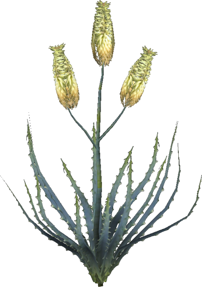 Aloe Vera Plant.png