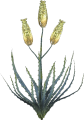 Aloe Vera Plant.png