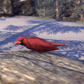 ON-creature-Cardinal.jpg