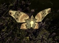 Ancestor-moth.jpg