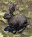 Rabbit (Online).png