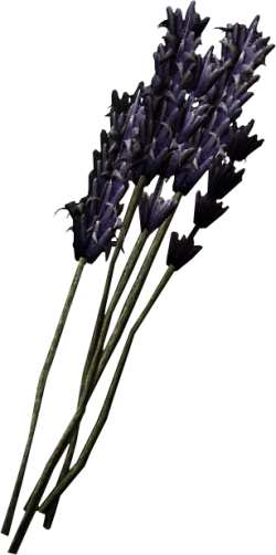 Lavender.png