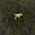 ON-creature-Frog02.jpg