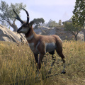 ON-creature-Antelope-male.jpg