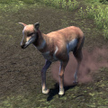ON-creature-Antelope-female.jpg