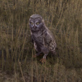 ON-creature-Owl.jpg