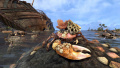 ESO - Barnacle Back Coral Crab.jpg