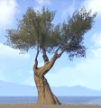 ESO - Tree-Strong-Olive.jpg