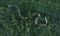 Snake (Online).jpg